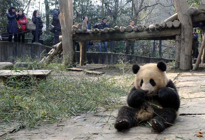 Giant panda Aling plays at the Bifeng Gorge Breeding Base of Sichuan in Ya&apos;an, southwest China&apos;s Sichuan Province, Jan. 5, 2010. Ten giant pandas Pingping, An&apos;an, Yunyun, Youyou, Minmin, Hanyuan, Zhuangmei, Aoyun, Wuyang and Aling setted out for Shanghai, host city of the 2010 World Expo, Tuesday on a chartered plane for a year-long display. [Chen Xie/Xinhua] 