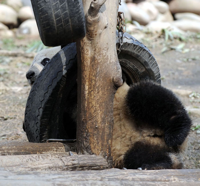 Giant panda Hanyuan plays at the Bifeng Gorge Breeding Base of Sichuan in Ya&apos;an, southwest China&apos;s Sichuan Province, Jan. 5, 2010. Ten giant pandas Pingping, An&apos;an, Yunyun, Youyou, Minmin, Hanyuan, Zhuangmei, Aoyun, Wuyang and Aling setted out for Shanghai, host city of the 2010 World Expo, Tuesday on a chartered plane for a year-long display. [Chen Xie/Xinhua]