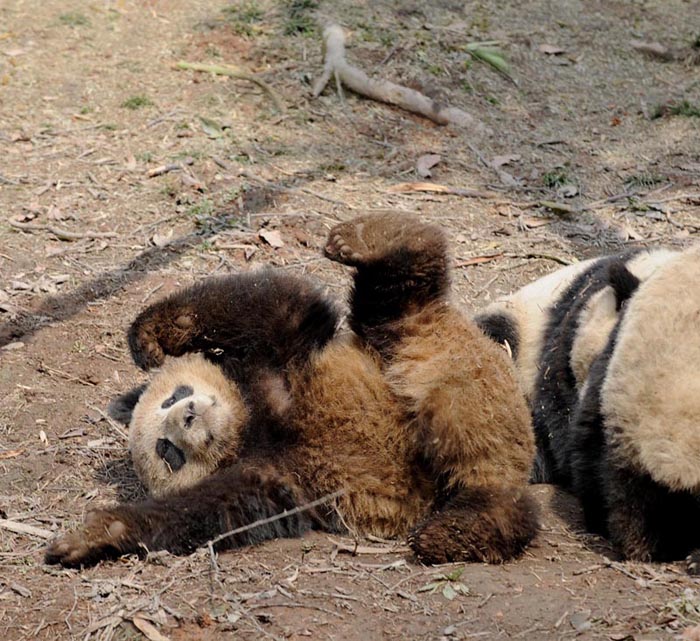 Giant panda Youyou plays at the Bifeng Gorge Breeding Base of Sichuan in Ya&apos;an, southwest China&apos;s Sichuan Province, Jan. 5, 2010. Ten giant pandas Pingping, An&apos;an, Yunyun, Youyou, Minmin, Hanyuan, Zhuangmei, Aoyun, Wuyang and Aling setted out for Shanghai, host city of the 2010 World Expo, Tuesday on a chartered plane for a year-long display. [Chen Xie/Xinhua]