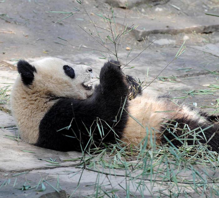 Giant panda Zhuangmei plays at the Bifeng Gorge Breeding Base of Sichuan in Ya&apos;an, southwest China&apos;s Sichuan Province, Jan. 5, 2010. Ten giant pandas Pingping, An&apos;an, Yunyun, Youyou, Minmin, Hanyuan, Zhuangmei, Aoyun, Wuyang and Aling setted out for Shanghai, host city of the 2010 World Expo, Tuesday on a chartered plane for a year-long display. [Chen Xie/Xinhua]