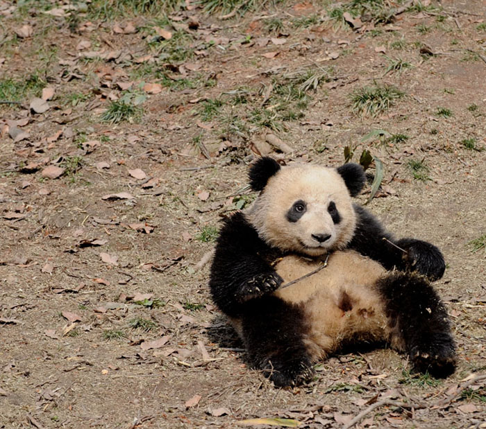 Giant panda Aoyun plays at the Bifeng Gorge Breeding Base of Sichuan in Ya&apos;an, southwest China&apos;s Sichuan Province, Jan. 5, 2010. Ten giant pandas Pingping, An&apos;an, Yunyun, Youyou, Minmin, Hanyuan, Zhuangmei, Aoyun, Wuyang and Aling setted out for Shanghai, host city of the 2010 World Expo, Tuesday on a chartered plane for a year-long display. [Chen Xie/Xinhua]