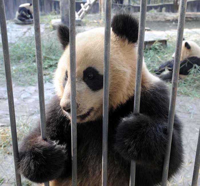 Giant panda An&apos;an plays at the Bifeng Gorge Breeding Base of Sichuan in Ya&apos;an, southwest China&apos;s Sichuan Province, Jan. 5, 2010. Ten giant pandas Pingping, An&apos;an, Yunyun, Youyou, Minmin, Hanyuan, Zhuangmei, Aoyun, Wuyang and Aling setted out for Shanghai, host city of the 2010 World Expo, Tuesday on a chartered plane for a year-long display. [Chen Xie/Xinhua] 