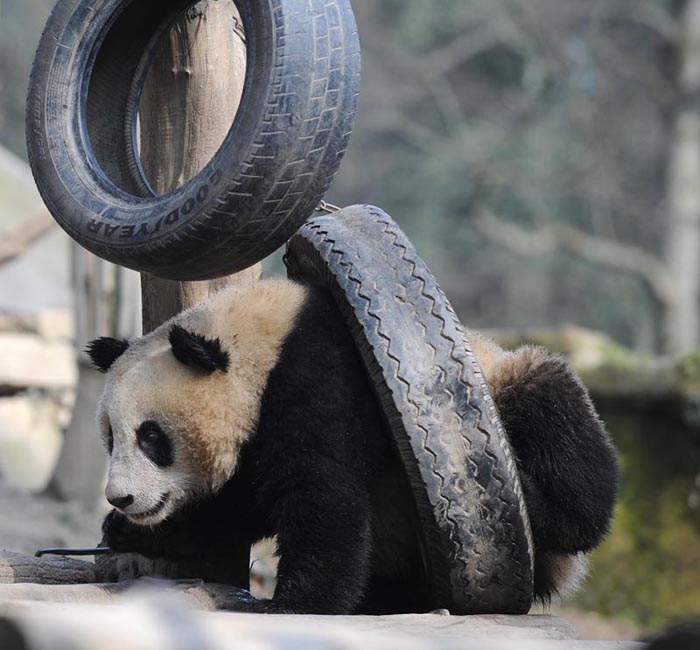 Giant panda Minmin plays at the Bifeng Gorge Breeding Base of Sichuan in Ya&apos;an, southwest China&apos;s Sichuan Province, Jan. 5, 2010. Ten giant pandas Pingping, An&apos;an, Yunyun, Youyou, Minmin, Hanyuan, Zhuangmei, Aoyun, Wuyang and Aling setted out for Shanghai, host city of the 2010 World Expo, Tuesday on a chartered plane for a year-long display. [Chen Xie/Xinhua] 