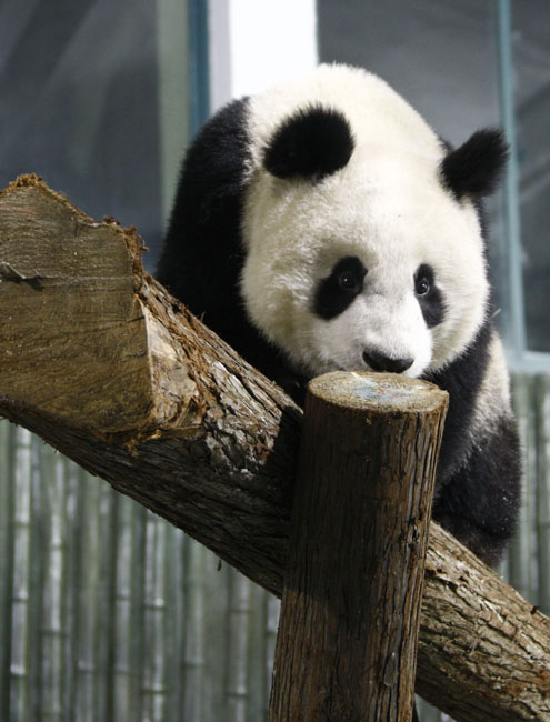 A giant panda for the 2010 Shanghai World Expo plays at the Shanghai Zoo in Shanghai, east China, Jan. 5, 2010. [Pei Xin/Xinhua]