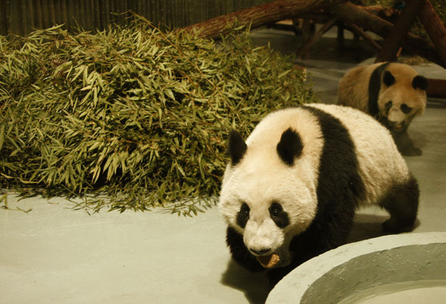 Giant pandas for the 2010 Shanghai World Expo are seen at the Shanghai Zoo in Shanghai, east China, Jan. 5, 2010. [Pei Xin/Xinhua] 