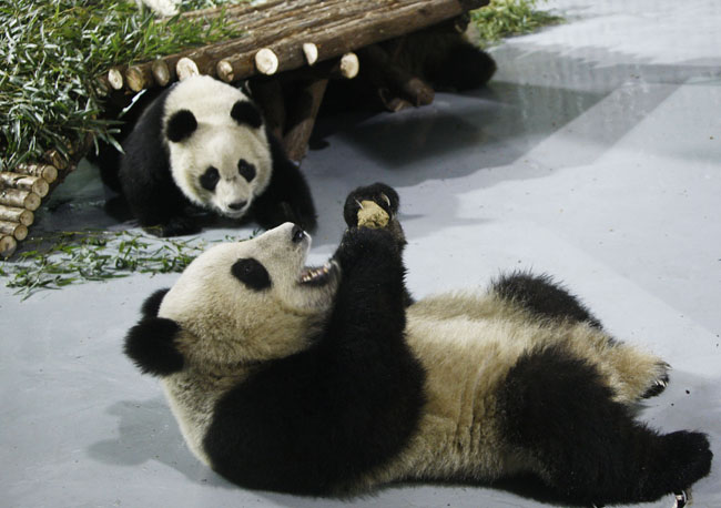 Giant pandas for the 2010 Shanghai World Expo are seen at the Shanghai Zoo in Shanghai, east China, Jan. 5, 2010. [Pei Xin/Xinhua] 