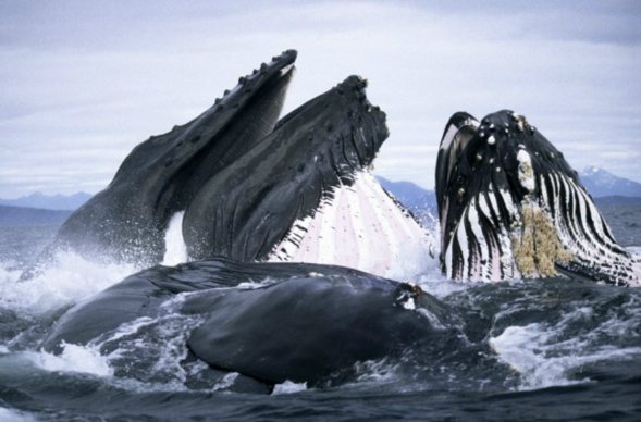 Several whales grunt and scream and all open their huge mouths to enjoy their feast. On average, one humpback eats around 5,000 pounds of plankton, krill and fish a day. The wildlife photographer Duncan Murrell, also named &apos;Whaleman&apos;, takes those amazing pictures. To capture images of humpback whales feeding and surging through the surf off Alaska, he often ventures within the giant, fearsome creatures.[chinanews.com.cn]