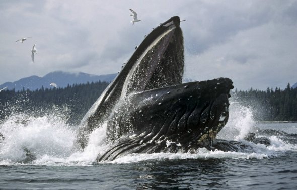 A humpback lunges out of the water while it takes part in a feeding frenzy off the U.S. coast.[chinanews.com.cn]