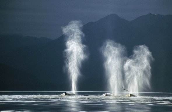 Humpback Whales blowing from the blowholes in Tenakee Inlet, South East Alaska.