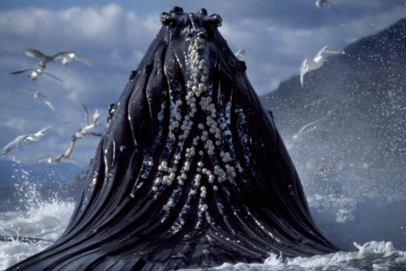 A humpback lunges out of the water while it takes part in a feeding frenzy off the U.S. coast.[chinanews.com.cn]