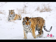 The Siberian Tiger Park park is located on the north bank of the Songhua River to the northwest of Harbin, occupying an area of 1,440,000 square meters (355.8 acres). It is the largest natural park for wild Siberian tigers in the world at present. The park enjoys a favorable foundation for ecotourism and splendid scenery and it is an ideal place for holiday and leisure. [Photo by Yu Wenbin]