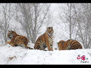 The Siberian Tiger Park park is located on the north bank of the Songhua River to the northwest of Harbin, occupying an area of 1,440,000 square meters (355.8 acres). It is the largest natural park for wild Siberian tigers in the world at present. The park enjoys a favorable foundation for ecotourism and splendid scenery and it is an ideal place for holiday and leisure. [Photo by Yu Wenbin]