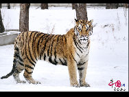 The Siberian Tiger Park park is located on the north bank of the Songhua River to the northwest of Harbin, occupying an area of 1,440,000 square meters (355.8 acres). It is the largest natural park for wild Siberian tigers in the world at present. The park enjoys a favorable foundation for ecotourism and splendid scenery and it is an ideal place for holiday and leisure. [Photo by Yu Wenbin]