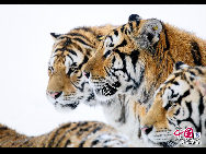 The Siberian Tiger Park park is located on the north bank of the Songhua River to the northwest of Harbin, occupying an area of 1,440,000 square meters (355.8 acres). It is the largest natural park for wild Siberian tigers in the world at present. The park enjoys a favorable foundation for ecotourism and splendid scenery and it is an ideal place for holiday and leisure. [Photo by Yu Wenbin]