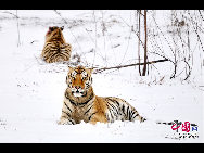 The Siberian Tiger Park park is located on the north bank of the Songhua River to the northwest of Harbin, occupying an area of 1,440,000 square meters (355.8 acres). It is the largest natural park for wild Siberian tigers in the world at present. The park enjoys a favorable foundation for ecotourism and splendid scenery and it is an ideal place for holiday and leisure. [Photo by Yu Wenbin]