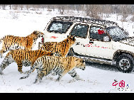 The Siberian Tiger Park park is located on the north bank of the Songhua River to the northwest of Harbin, occupying an area of 1,440,000 square meters (355.8 acres). It is the largest natural park for wild Siberian tigers in the world at present. The park enjoys a favorable foundation for ecotourism and splendid scenery and it is an ideal place for holiday and leisure. [Photo by Yu Wenbin]