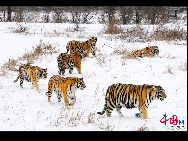 The Siberian Tiger Park park is located on the north bank of the Songhua River to the northwest of Harbin, occupying an area of 1,440,000 square meters (355.8 acres). It is the largest natural park for wild Siberian tigers in the world at present. The park enjoys a favorable foundation for ecotourism and splendid scenery and it is an ideal place for holiday and leisure. [Photo by Yu Wenbin]