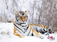 The Siberian Tiger Park park is located on the north bank of the Songhua River to the northwest of Harbin, occupying an area of 1,440,000 square meters (355.8 acres). It is the largest natural park for wild Siberian tigers in the world at present. The park enjoys a favorable foundation for ecotourism and splendid scenery and it is an ideal place for holiday and leisure. [Photo by Yu Wenbin]