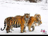 The Siberian Tiger Park park is located on the north bank of the Songhua River to the northwest of Harbin, occupying an area of 1,440,000 square meters (355.8 acres). It is the largest natural park for wild Siberian tigers in the world at present. The park enjoys a favorable foundation for ecotourism and splendid scenery and it is an ideal place for holiday and leisure. [Photo by Yu Wenbin]