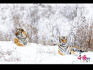 The Siberian Tiger Park park is located on the north bank of the Songhua River to the northwest of Harbin, occupying an area of 1,440,000 square meters (355.8 acres). It is the largest natural park for wild Siberian tigers in the world at present. The park enjoys a favorable foundation for ecotourism and splendid scenery and it is an ideal place for holiday and leisure. [Photo by Yu Wenbin]