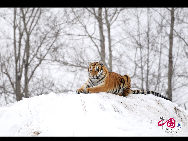 The Siberian Tiger Park park is located on the north bank of the Songhua River to the northwest of Harbin, occupying an area of 1,440,000 square meters (355.8 acres). It is the largest natural park for wild Siberian tigers in the world at present. The park enjoys a favorable foundation for ecotourism and splendid scenery and it is an ideal place for holiday and leisure. [Photo by Yu Wenbin]