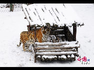 The Siberian Tiger Park park is located on the north bank of the Songhua River to the northwest of Harbin, occupying an area of 1,440,000 square meters (355.8 acres). It is the largest natural park for wild Siberian tigers in the world at present. The park enjoys a favorable foundation for ecotourism and splendid scenery and it is an ideal place for holiday and leisure. [Photo by Yu Wenbin]