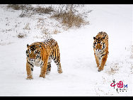 The Siberian Tiger Park park is located on the north bank of the Songhua River to the northwest of Harbin, occupying an area of 1,440,000 square meters (355.8 acres). It is the largest natural park for wild Siberian tigers in the world at present. The park enjoys a favorable foundation for ecotourism and splendid scenery and it is an ideal place for holiday and leisure. [Photo by Yu Wenbin]