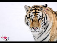 The Siberian Tiger Park park is located on the north bank of the Songhua River to the northwest of Harbin, occupying an area of 1,440,000 square meters (355.8 acres). It is the largest natural park for wild Siberian tigers in the world at present. The park enjoys a favorable foundation for ecotourism and splendid scenery and it is an ideal place for holiday and leisure. [Photo by Yu Wenbin]