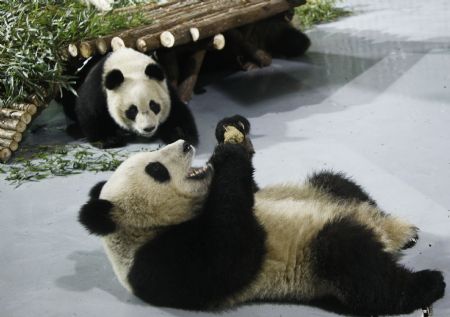 Giant pandas for the 2010 Shanghai World Expo play at the Shanghai Zoo in east China, Jan. 5, 2010.[Xinhua] 