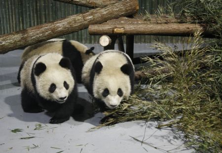 Giant pandas for the 2010 Shanghai World Expo play at the Shanghai Zoo in east China, Jan. 5, 2010.[Xinhua] 