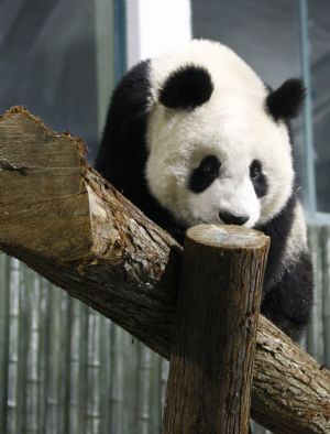 A giant panda for the 2010 Shanghai World Expo plays at the Shanghai Zoo in east China, Jan. 5, 2010.[Xinhua] 