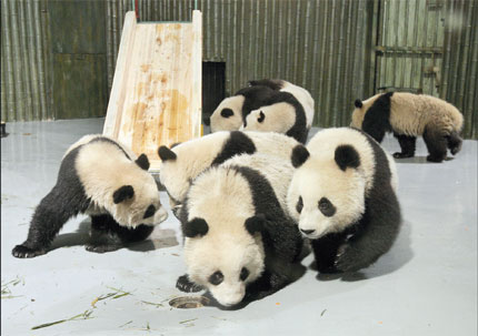 Some of the 10 giant pandas display a great deal of curiosity yesterday afternoon at the Shanghai Zoo after they arrived from southwest China's Sichuan Province. The 10 pandas will be shown to the public late this month after a period of quarantine. They will stay in the zoo in the first half of this year and at the Shanghai Wildlife Park in the second half.[Shanghai Daily]