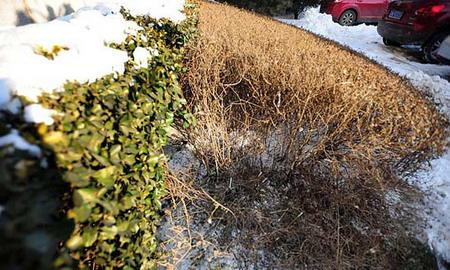 Shrubs and a small bush are shown here in this picture. It is where a woman landed when she accidentally fell from her 18th floor balcony on January 5, 2010. [Photo/cri.cn]