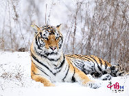  Tiger Years: 1926, 1938, 1950, 1962, 1974, 1986, 1998, 2010 (China.org.cn)