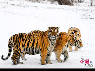 According to the Chinese Zodiac, 2010 marks the Year of the Tiger, which begins on February 14, 2010 and ends on February 2, 2011. The Tiger, a sign of courage and confidence, is the third sign in the cycle of Chinese Zodiac, which consists of 12 animal signs. (China.org.cn)