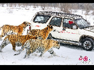According to the Chinese Zodiac, 2010 marks the Year of the Tiger, which begins on February 14, 2010 and ends on February 2, 2011. (China.org.cn)