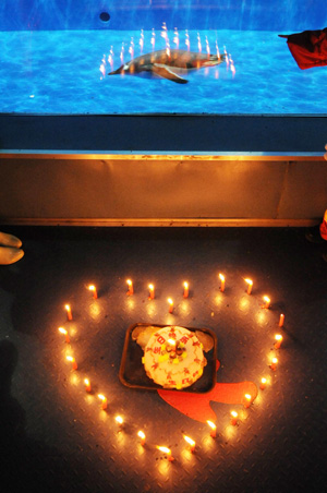 Photo taken on Jan.7 shows a penguin swiming in pool.China&apos;s Harbin Polar Museum celebrates birthday for a 27-years-old South Pole penguin.The workers of the meuseum made a birthday cake and lit candles for the penguin.[Xinhua/Reuters]