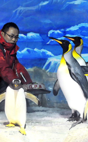 Photo taken on Jan.7 shows a worker presenting a birthday cake to the long-life penguin(R2). China&apos;s Harbin Polar Museum celebrates birthday for a 27-years-old South Pole penguin.The workers of the meuseum made a birthday cake and lit candles for the penguin.[Xinhua/Reuters]