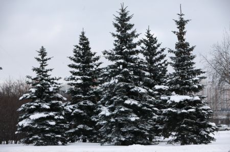 Pinetrees are covered with snow in Moscow, capital of Russia, Dec. 21, 2009. An overnight snowstorm with a snowfall of over 20 centimeters in some area hit Moscow, causing traffic jams. [Xinhua] 