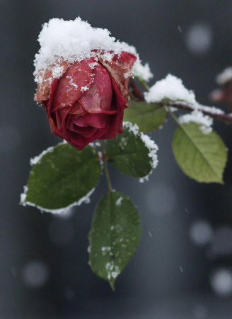 Snow settles on a garden rose as icy weather blankets London, January 6, 2010.[Chinadaily.com.cn via agencies] 