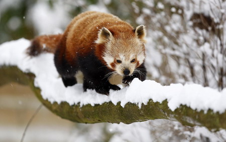 A red panda walks on a snowy branch at Cotswold Wildlife Park in Burford, western England January 6, 2010.[Chinadaily.com.cn via agencies] 