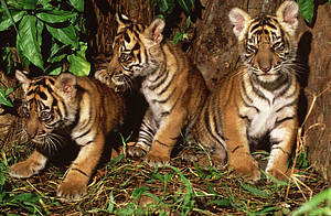 Panthera tigris sumatrae Sumatran tiger Three young cubs.