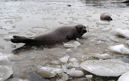Several harbor seals are seen trapped on the icy surface of a lake in a tour spot in Yantai, a coastal city in east China's Shandong province, January 10, 2009. Workers at the resort later help break the ice on the lake surface to save over 60 trapped harbor seals. [Photo/CFP]