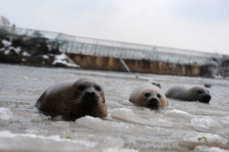 Several harbor seals are seen trapped on the icy surface of a lake in a tour spot in Yantai, a coastal city in east China's Shandong province, January 10, 2009. Workers at the resort later help break the ice on the lake surface to save over 60 trapped harbor seals. [Photo/CFP]