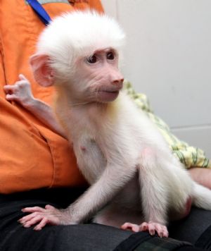 The first white baboon in China is seen in its 100-day birth celebration in Yancheng Forest Zoo in Changzhou, east China&apos;s Jiangsu Province, Jan. 10, 2010. [Fan Jun/Xinhua]