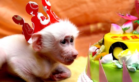 The first white baboon in China looks at a cake marking its 100-day birth celebration in Yancheng Forest Zoo in Changzhou, east China&apos;s Jiangsu Province, Jan. 10, 2010. [Fan Jun/Xinhua]