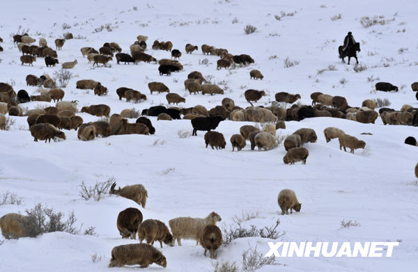 A total of 261,800 people in 12 counties or cities were affected by the blizzard hitting Xinjiang&apos;s Tacheng and Altay regions this week, which resulted in blackout and transport disruption in some areas. [Xinhua]