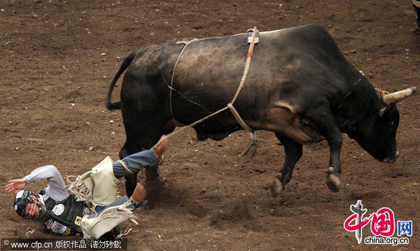 McKennon Wimberly gets thrown off of a bull during his ride at the Professional Bull Riders Championship at Madison Square Garden in New York City on January 10, 2010. [CFP]