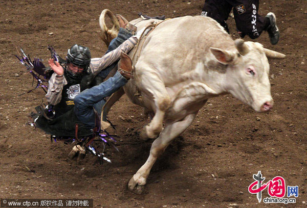 Bull riders compete at the Professional Bull Riders Championship at Madison Square Garden in New York City on January 10, 2010. [CFP]