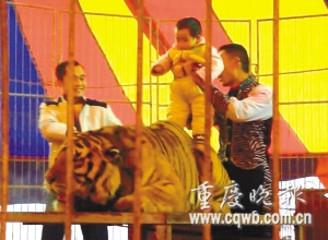 The undated picture shows a child sitting astride of a tiger and being photographed at an animal circus, which has given commercial shows on Foreigners' Street, or Yangren Jie in Chongqing municipality for a year and a half. [Photo: cqwb.com.cn]